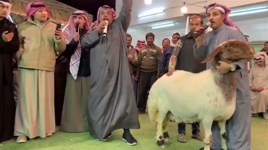 في الكويت... بيع نعجة بثمن خيالي!