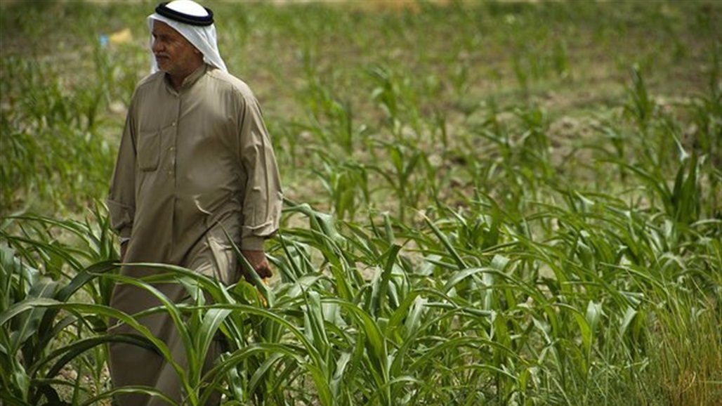 قائممقام الكرمة: نسبة انتعاش الواقع الزراعي شرقي الفلوجة وصل الى 65 % 