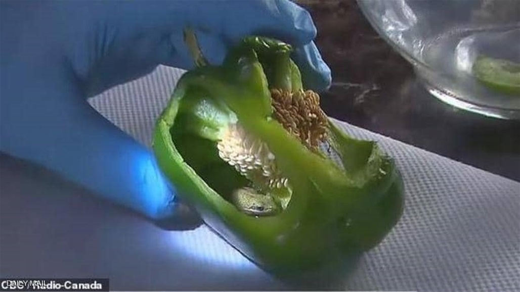 العثور على ضفدع حي داخل ثمرة فلفل والخبراء في حيرة!