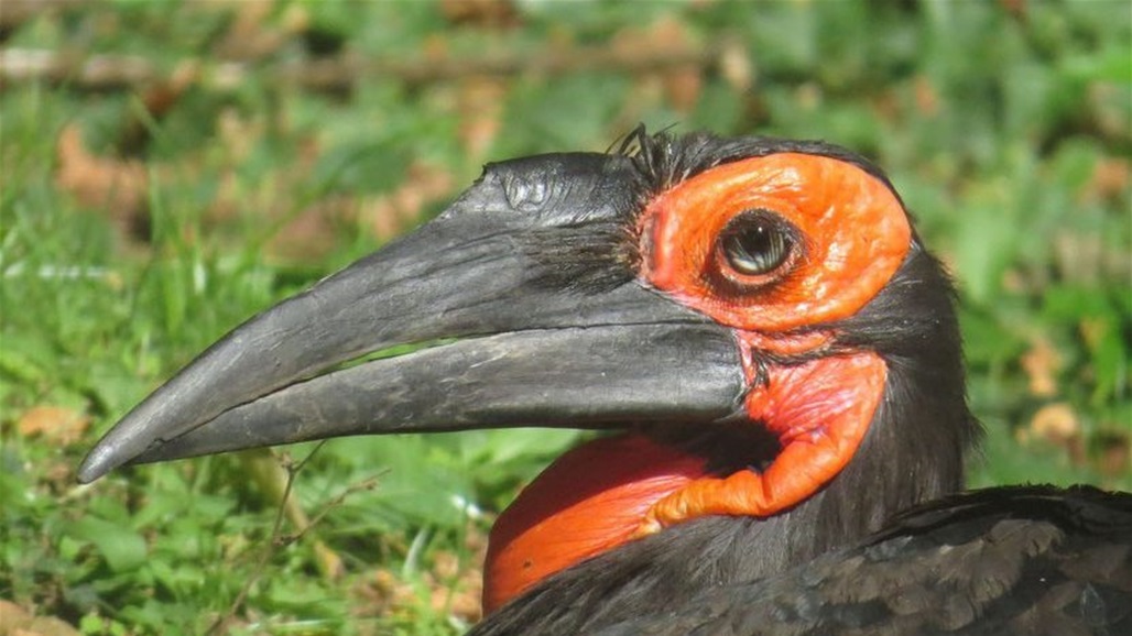بالفيديو.. طائر يلتهم أخطر أفعى في العالم