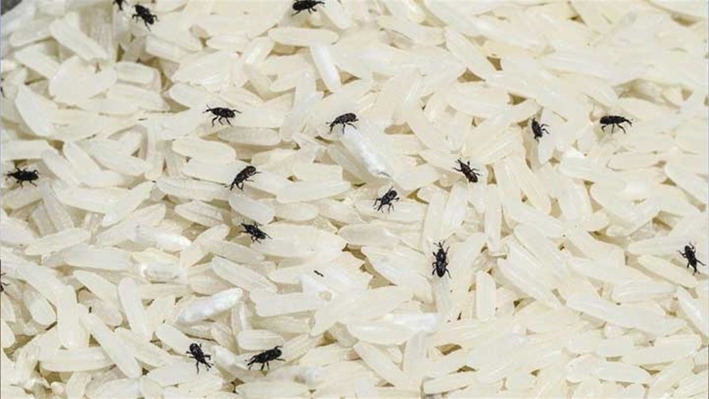 نائبة: جهات تحاول لملمة قضية الرز الفيتنامي المخلوط بالحشرات الحية 
