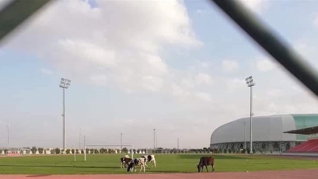 وزير الشباب يوضح سبب تواجد الابقار في محيط ملعب كربلاء الدولي