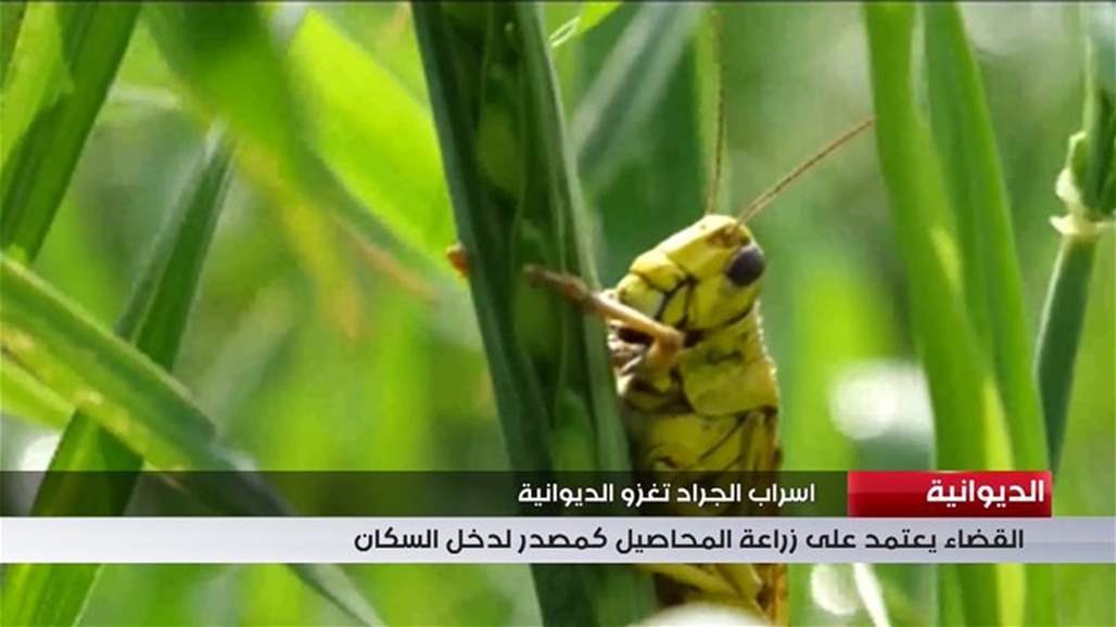 بالفيديو اسراب الجراد تغزو الديوانية