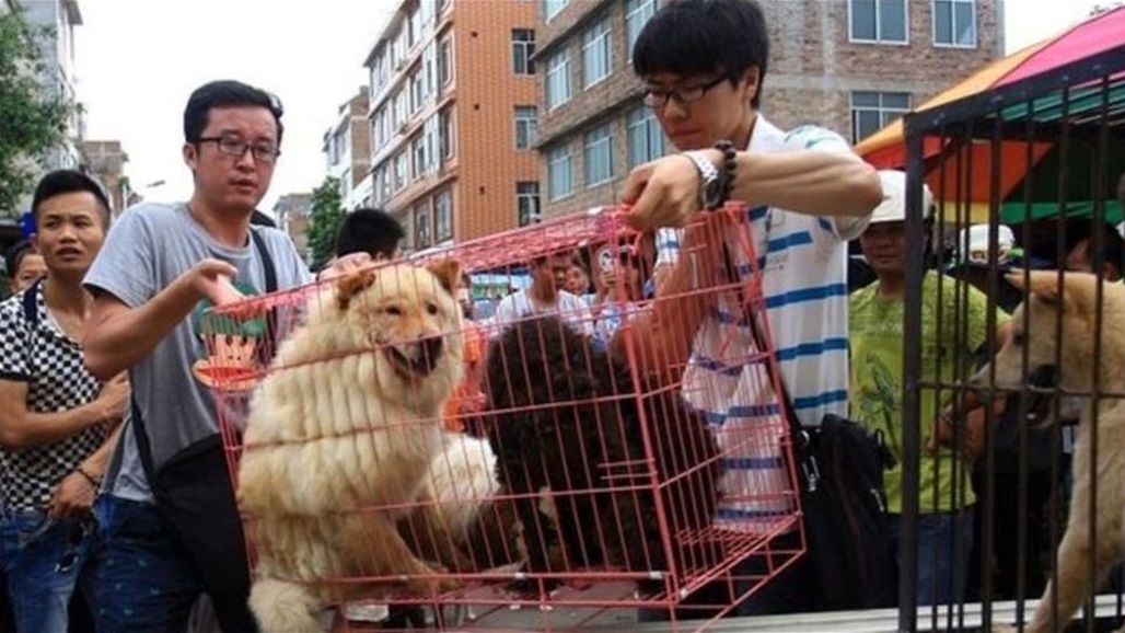 لأول مرة.. الصين تحظر أكل القطط والكلاب بعد انتشار وباء كورونا عالميا