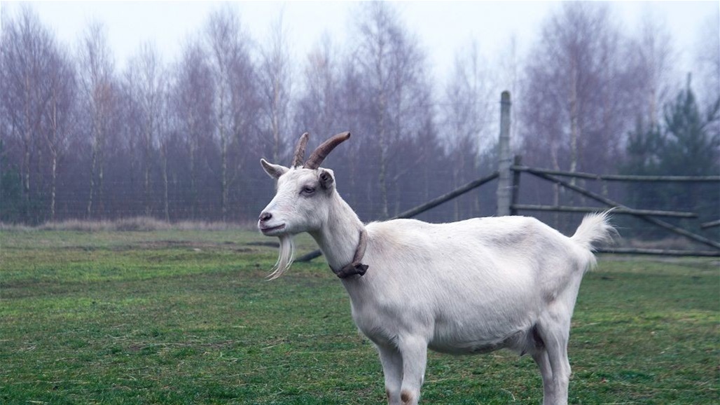 بالفيديو... ولادة ماعز برأسين و4 عيون!