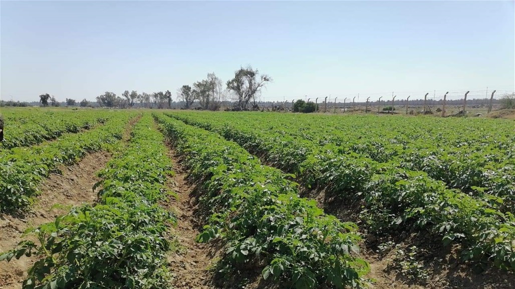 ​ العراق يجري تجربة ناجحة لزراعة البطاطا بإستخدام سماد العناصر الصغرى