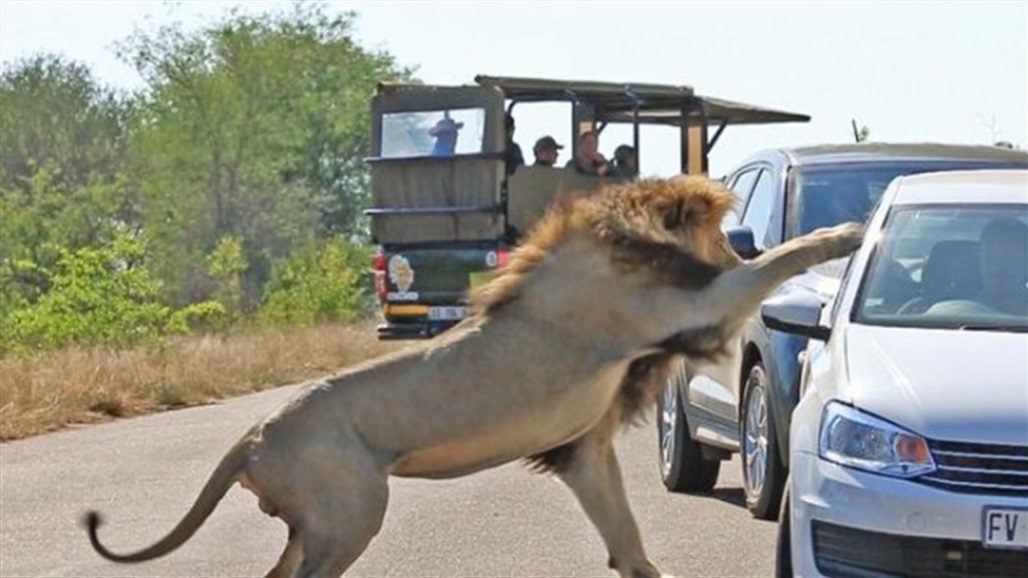 في غياب الإنسان.. أسود تتجول في الطرقات "صور"