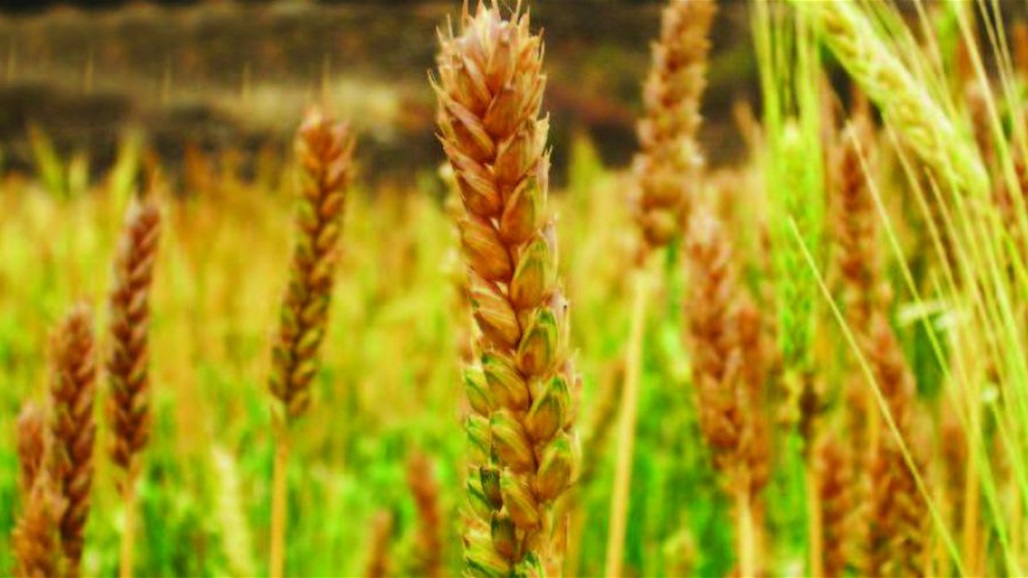 عضو بالزراعة البرلمانية يدعو لتوسعة الخطة الزراعية لدعم واردات الموازنة