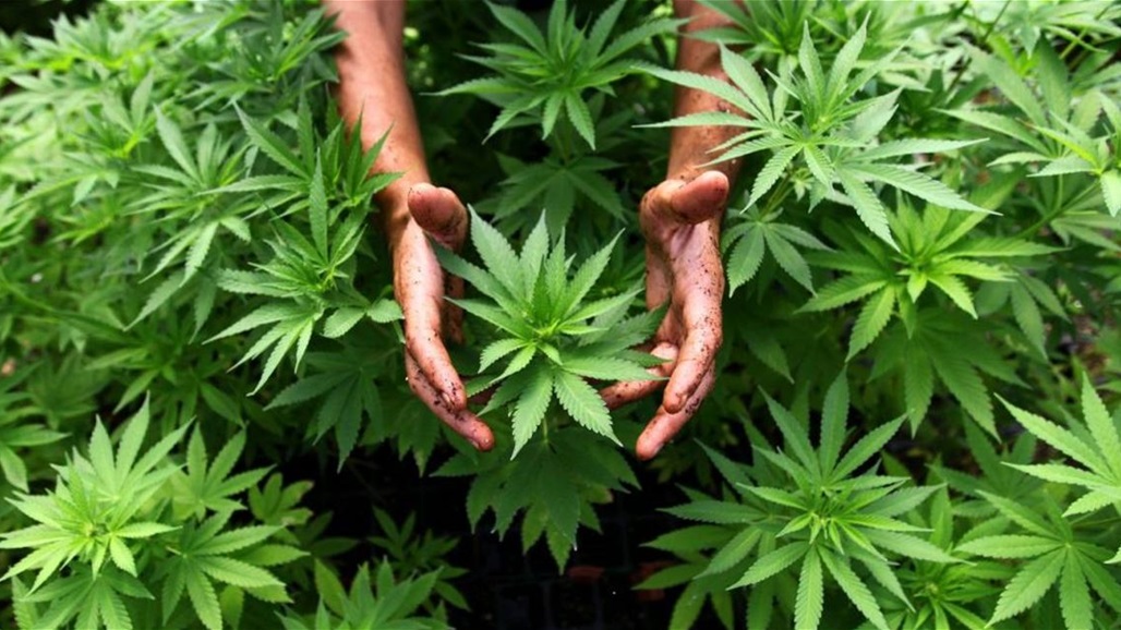 لبنان أول بلد عربي يجيز زرع القنب.. وشرط لاستخدامه