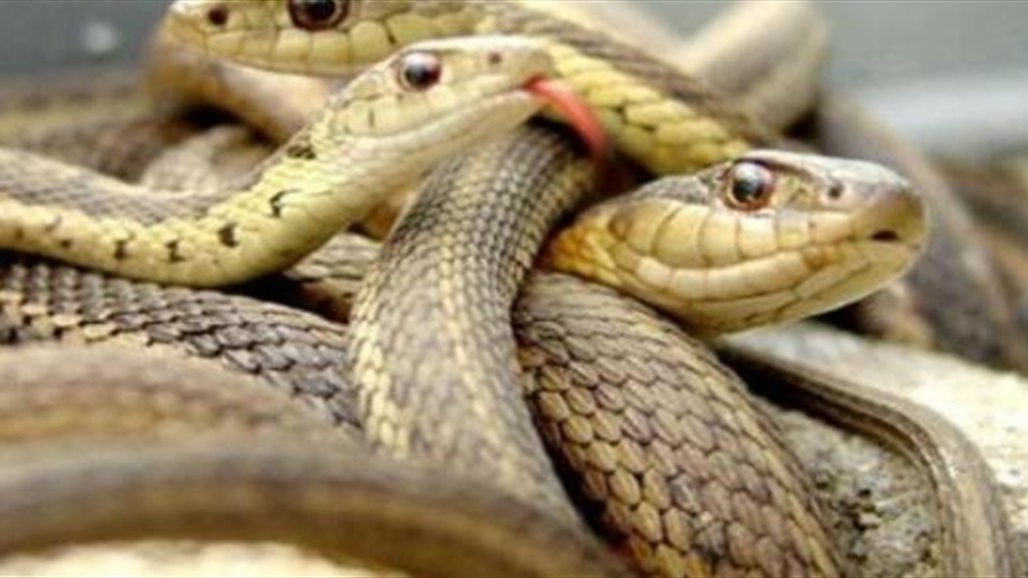 لونها سحري.. اكتشاف نوع جديد من الأفاعي "صور"