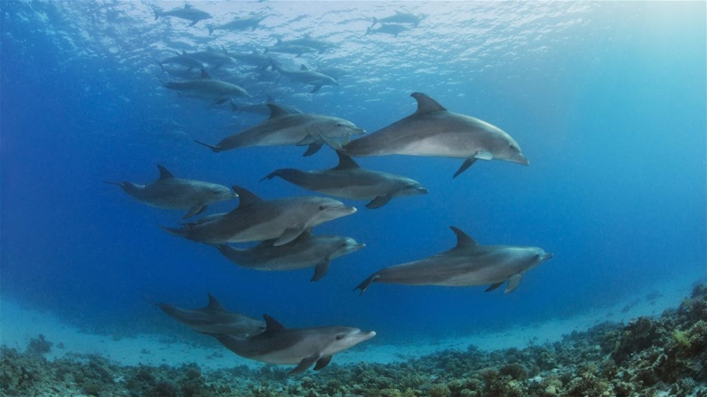 لقطات مميزة تظهر "دلافين متوهجة" تسبح وسط "حريق البحر"