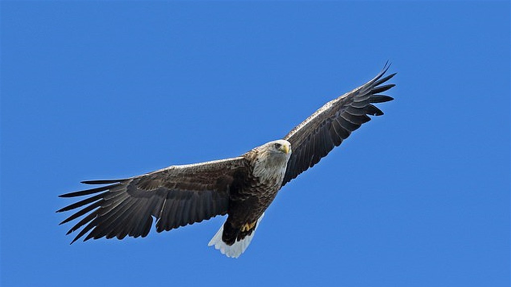 اختفى في القرن الـ18.. أكبر طائر جارح يعود الى السماء الانجليزية