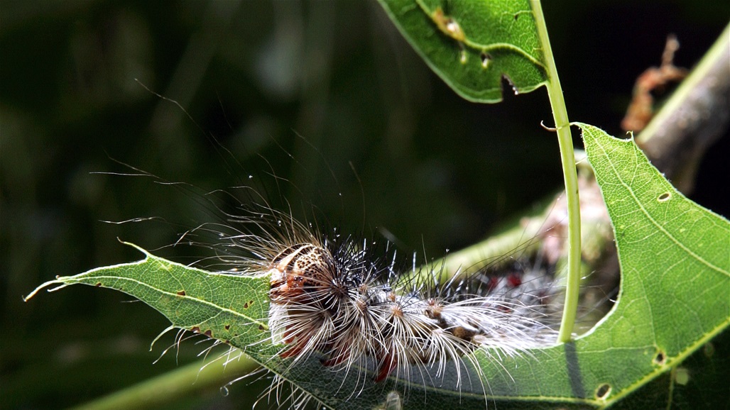 بعد كورونا والدبابير القاتلة.. انتشار العثة الآسيوية الهجينة