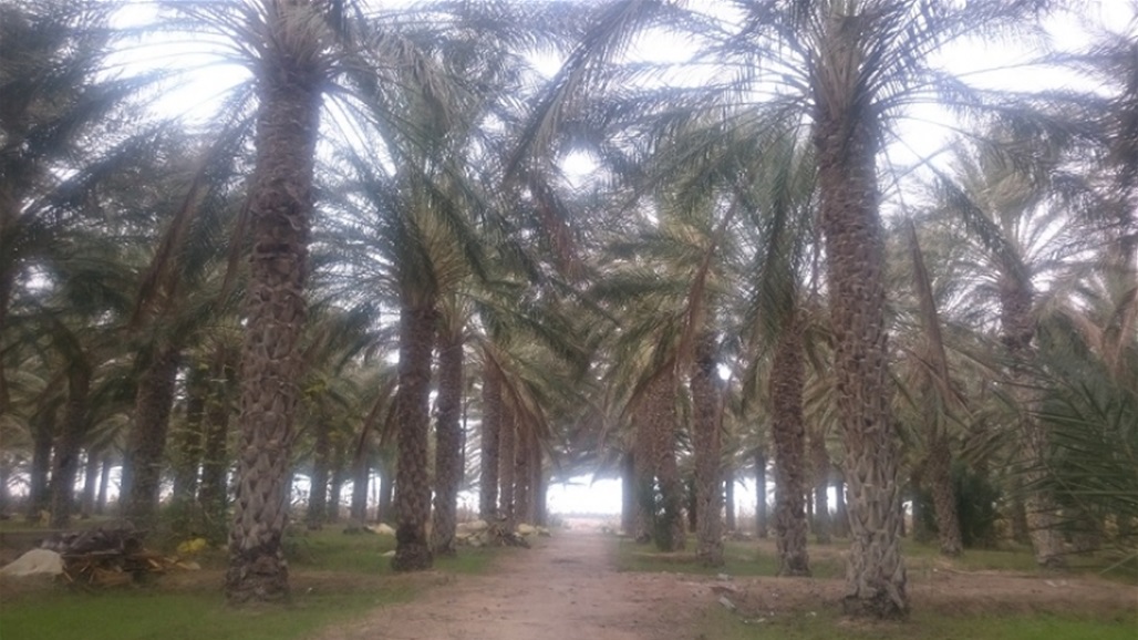 بدءاً من يوم غد.. انطلاق حملة مكثفة لمكافحة "الدوباس" بمحافظات عدة