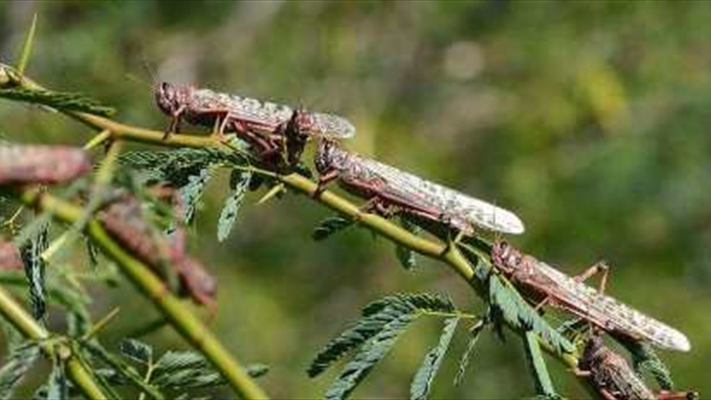 أسراب جراد تغزو ايران وقد تمتد للعراق