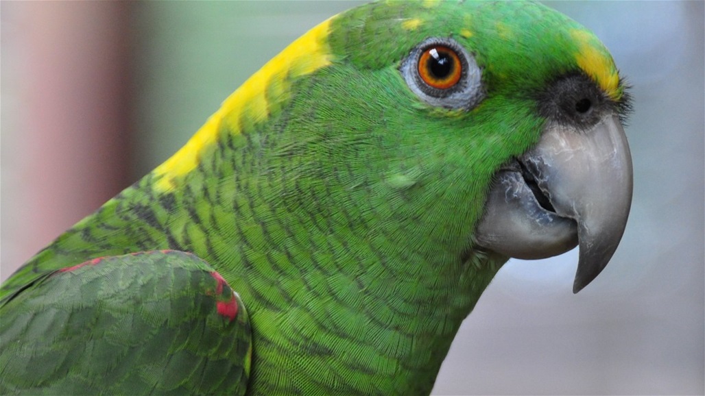 "الشاهد الوحيد".. ببغاء يدلي بشهادته في قضية اغتصاب وقتل