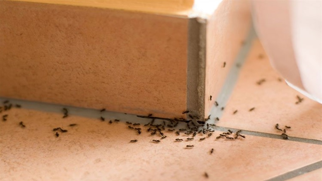 كيفية القضاء على مستعمرات النمل التي تغزو منزلك