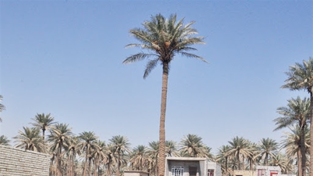 بالصور.. منع بناء ارض زراعية في الغزالية