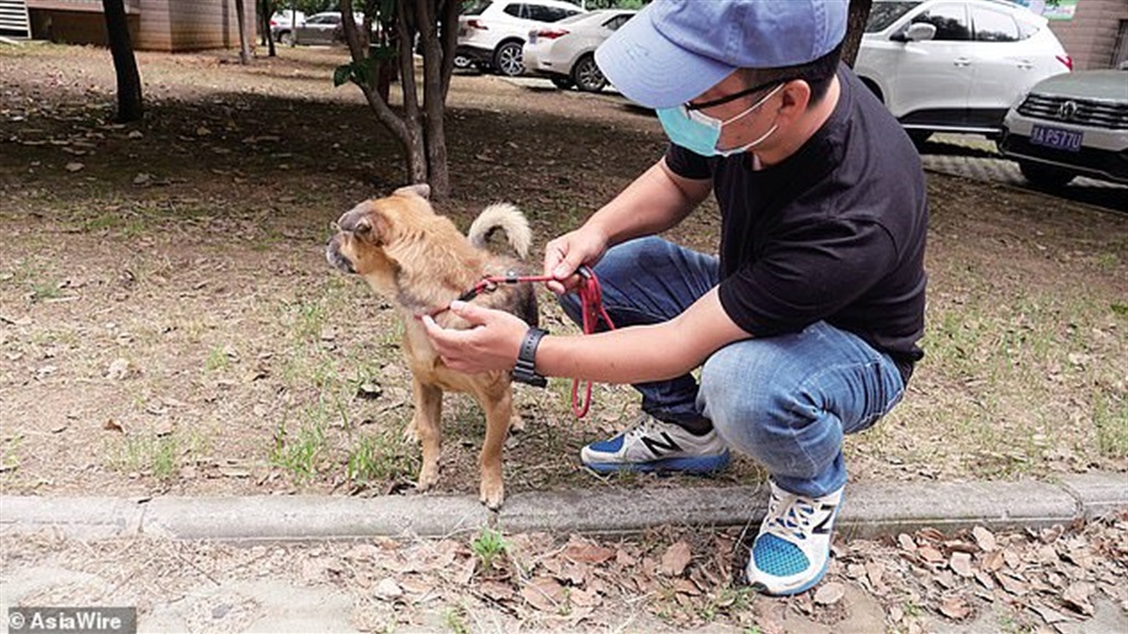 بالصور: بعد وفاته بكورونا... كلب ينتظر عودة صاحبه على باب المستشفى