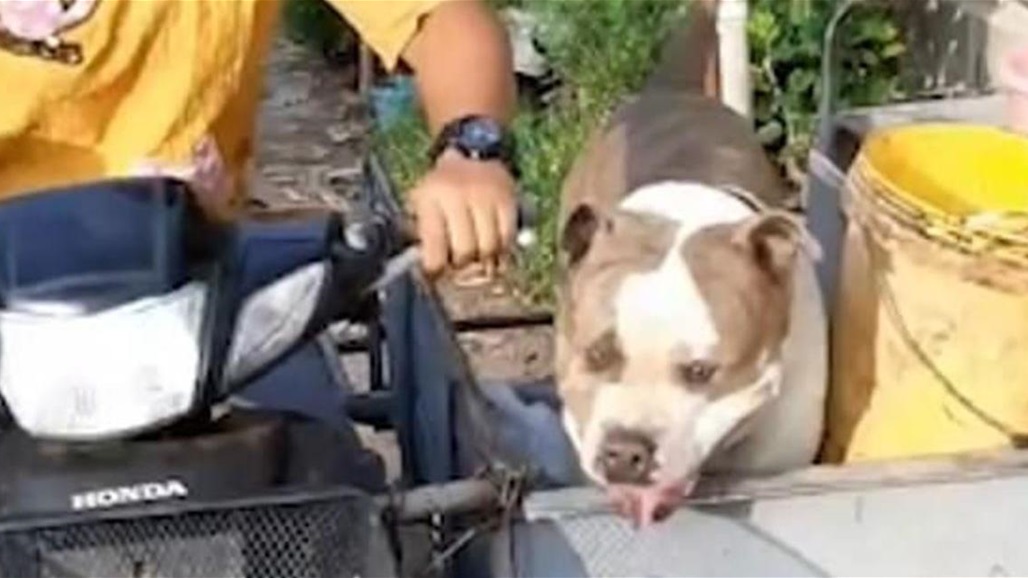 فيديو يجتاح الانترنت... كلب يقوم بالأعمال المنزلية ويرمي القمامة
