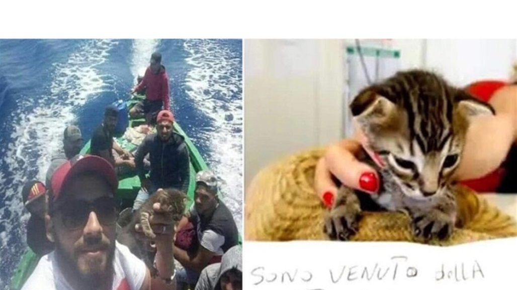 قطة تلتزم الحجر بعد زيارتها بلد جديد