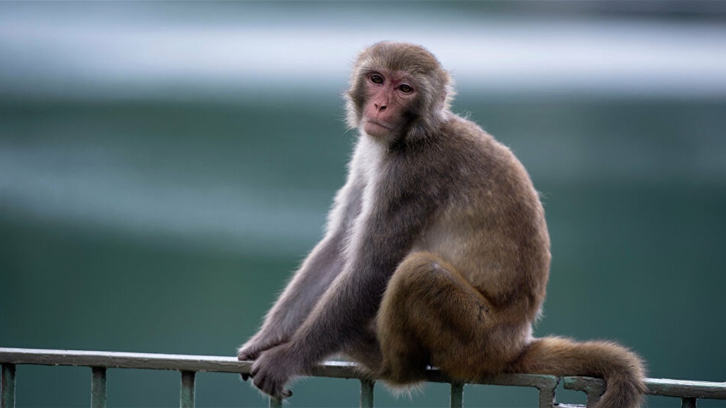 ماذا حدث للقردة بعد حقنها بفيروس كورونا