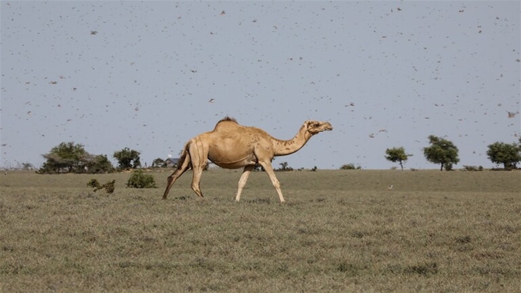 افتتاح اكبر مستشفى بالعالم للابل "صور"