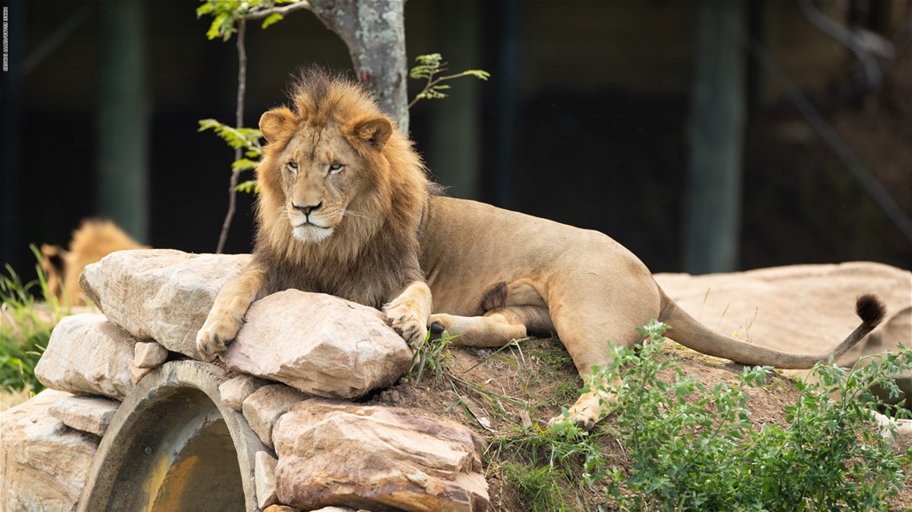 مفاجأة العيد... ظهور أسد في المنزل عند ذبح الأضحية (فيديو)