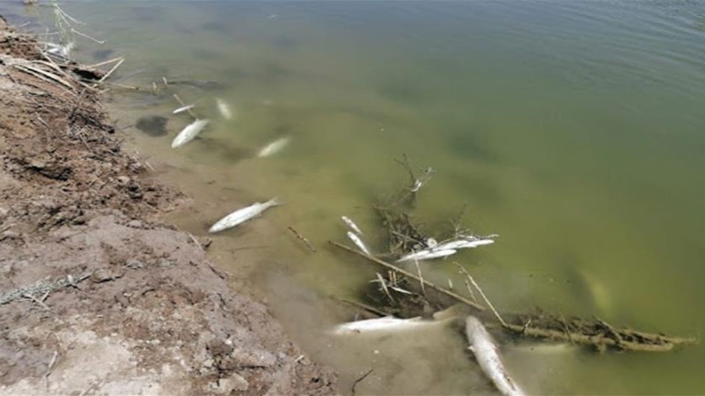 الزراعة تكشف عن سبب نفوق الأسماك في هور الدلمج