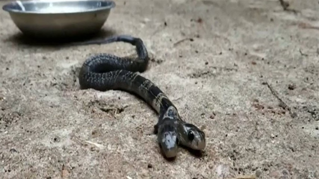 في الهند.. العثور على أفعى سامة نادرة ذات رأسين