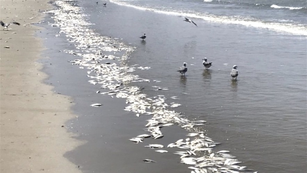 العثور على 20 طنا من الأسماك النافقة على شاطئ كوريا