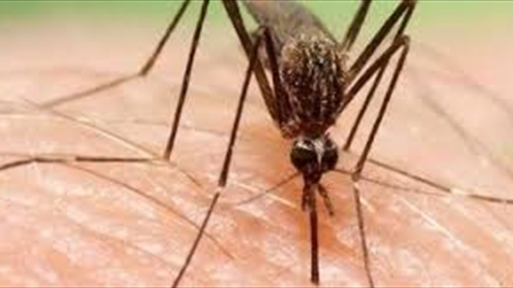 35  إصابة بـ "حمى غرب النيل" وحالة وفاة واحدة في اسبانيا