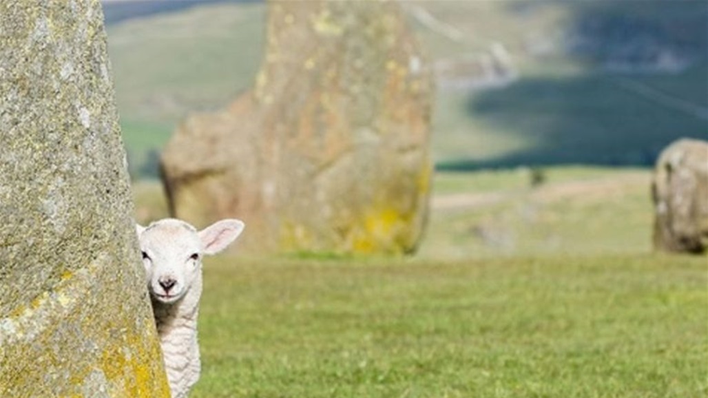 بيع الخروف الأعلى سعرا في العالم.. لن تصدقوا ثمنه!