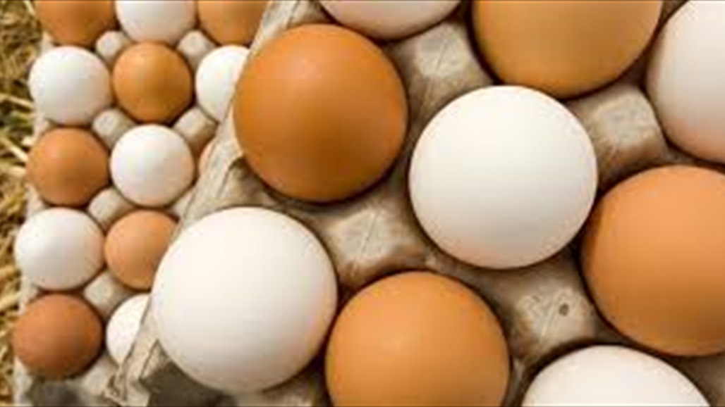 الزراعة: سنقوم بجولات تفتيش عن البيض والدجاج المهرب في الاسواق المحلية