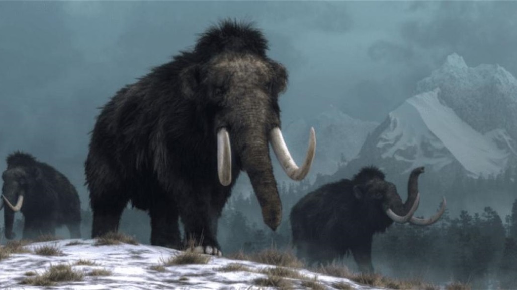 اكتشاف ضخم لهياكل الماموث يفتح الباب أم فك لغز الانقراض