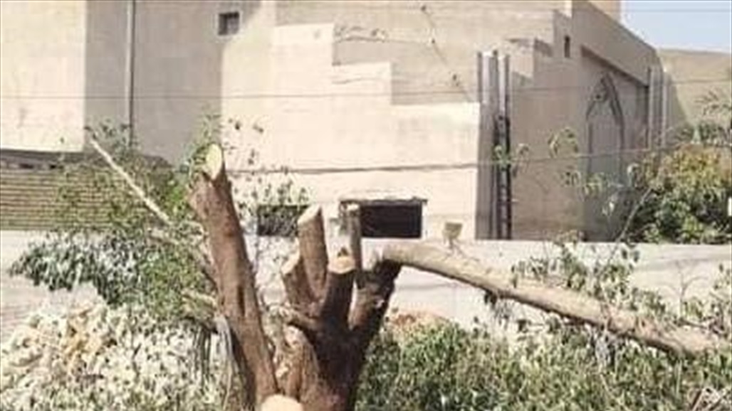 امانة بغداد: سنحاسب اي شخص يقطع شجرة بشكل جائر لمنافع شخصية