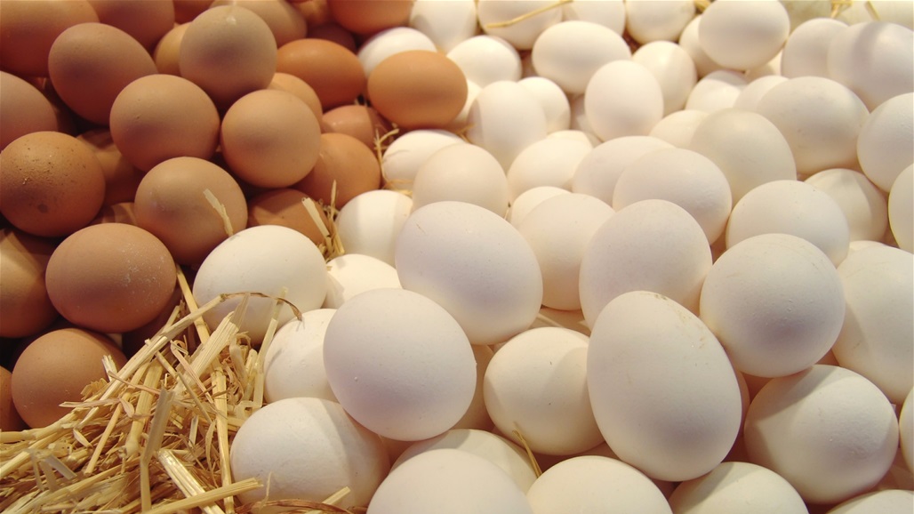 انتاج اكثر من 10 ملايين بيضة ومئات الأطنان من الدجاج والاسماك خلال آب ببابل