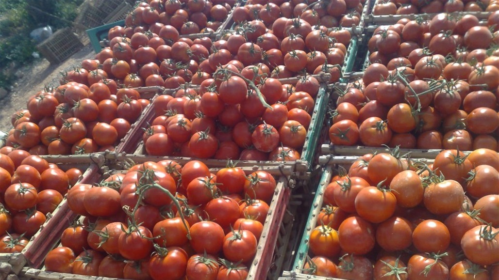 الزراعة: سيبدأ إنتاج الطماطم في النجف وكربلاء بكميات تغطي الاستهلاك المحلي