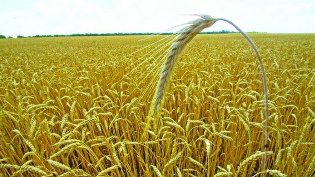 الزراعة تعلن صرف مستحقات المسوقين لمحصول بذور الحنطة