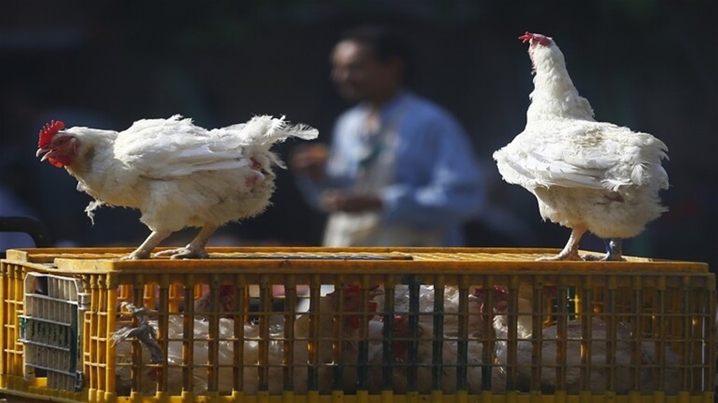 رصد سلالة شديدة العدوى من إنفلونزا الطيور في هولندا