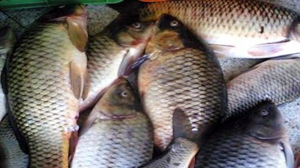 الزراعة تكشف عن ظهور إصابات بمرض فيروسي في الأسماك