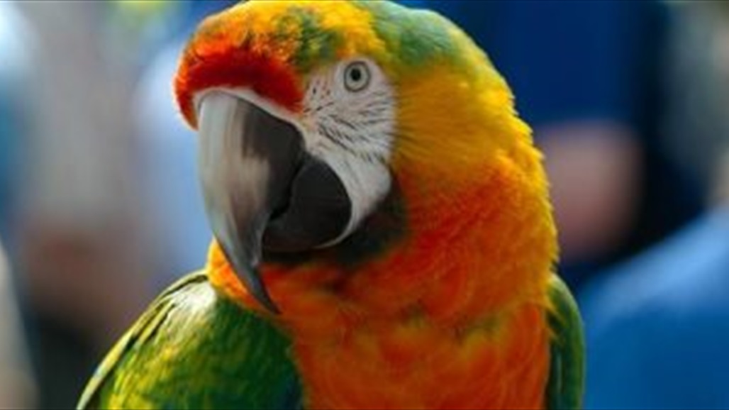 ببغاء ينقذ صاحبه من خطر كان يودي بحياته!