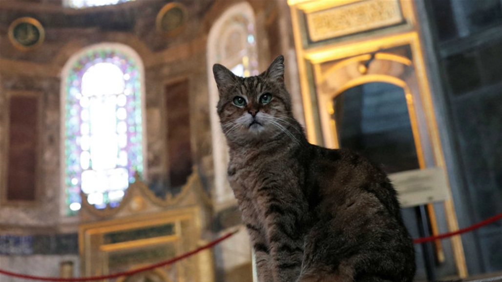 قطة آيا صوفيا تودّع الشهرة بعد معاناتها مع المرض!