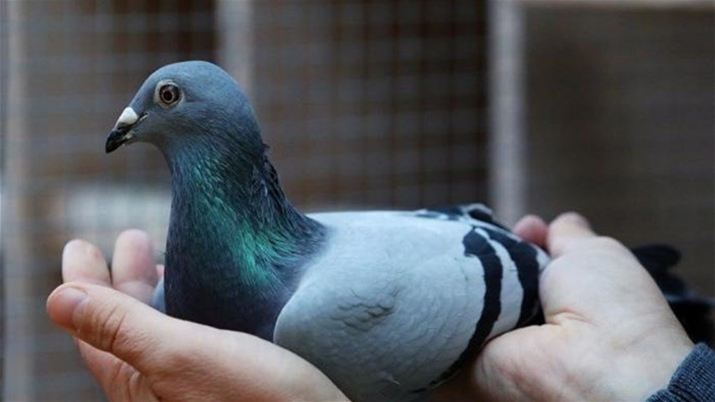 الحمامة الأغلى في العالم تحطّم الرقم القياسي... خمّنوا المبلغ الذي بيعت به!