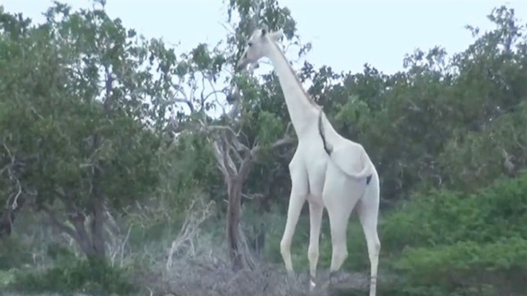 جهاز ذكي لحماية آخر زرافة بيضاء على الأرض