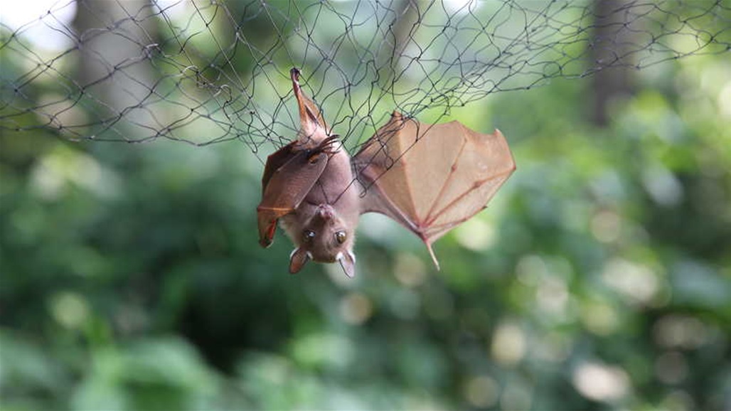 تحذير من وباء عالمي جديد بسبب الخفافيش