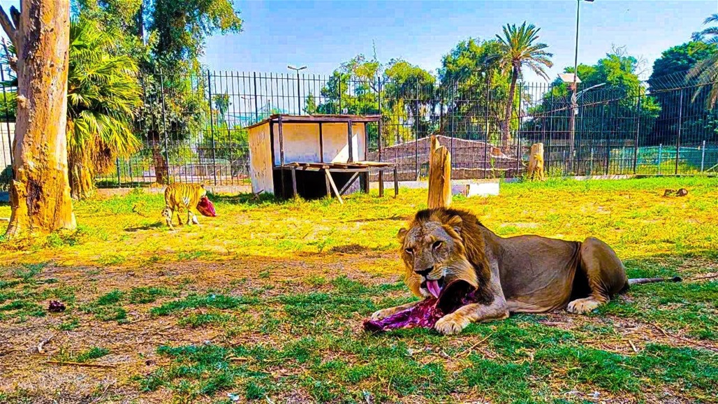 امانة بغداد توضح حالة الاسود في الزوراء