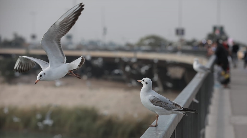 بالصور.. طيور النورس تتغذى من الاهالي على جسر الجادرية