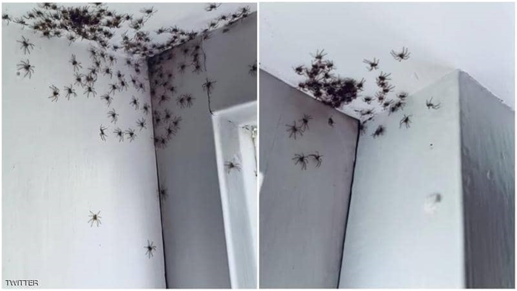 في استراليا.. "طاعون العناكب" يجتاح المنازل والحل في صغارها