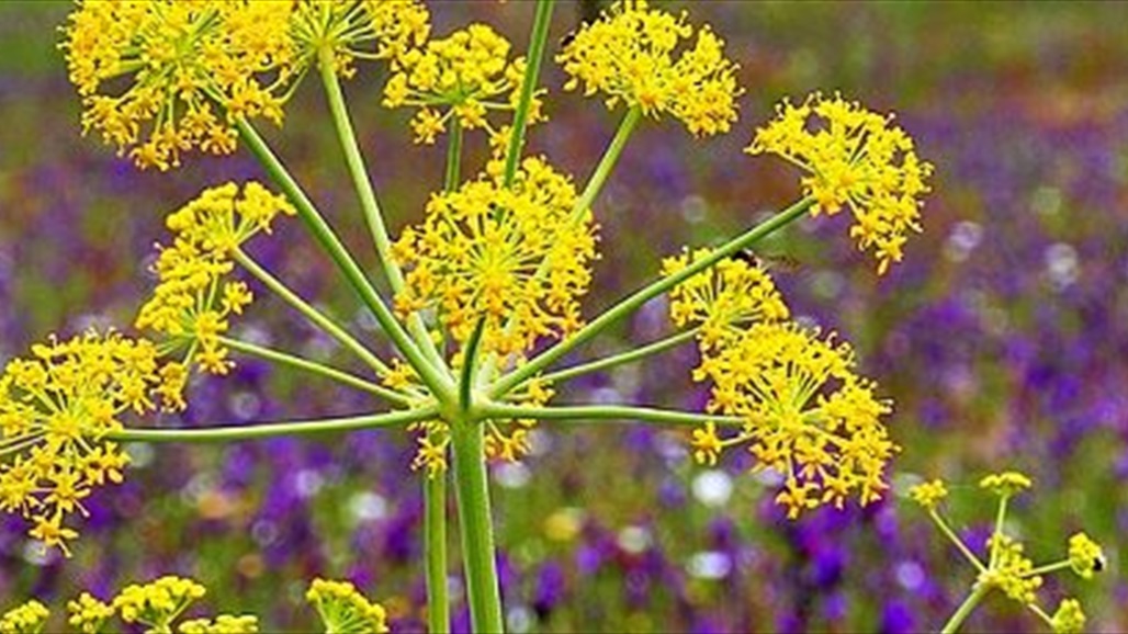 اكتشاف جديد... هذا المستخلص النباتي يتصدّى لفيروس كورونا